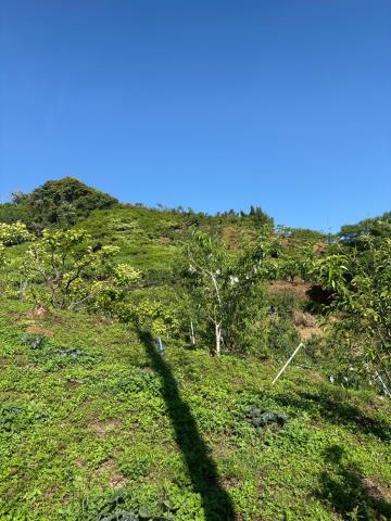 台中農地-5